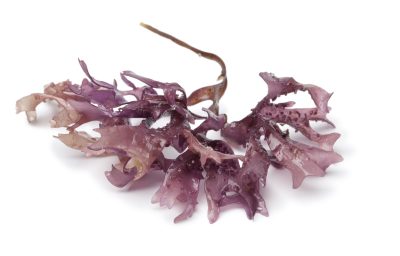 Liposomae - SLIMMING PRO® Anticellulite Cream 3 Liposomae - piece salted star shaped moss seaweed isolated white background close up