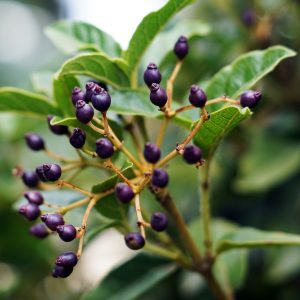 Liposomae - SLIMMING PRO® Anticellulite Cream 2 Liposomae - selective focus shot huckleberry branch
